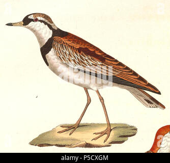 N/A. Englisch: "Charadrius nigrifrons" = Elseyornis melanops (Black-fronted Dotterel) - Erwachsene Français: "Charadrius nigrifrons" = Elseyornis melanops (Pluvier à face Noire) - ADULTE. 1838. Nicolas Huet (1770 - 1830) Alternative Namen Nicolas, II Huet; Nicolas Huet den Jüngeren; Nicholas Huet II; Nicolas die Jüngeren Huet Beschreibung französischer Maler, Zeichner und Graveur Geburtsdatum / Tod 1770 26. Dezember 1830 Ort der Geburt Paris Authority control: Q 3340421 VIAF: 95590486 ISNI: 0000 0000 7064 7628 ULAN: 500117124 GND: 138988412 Jean Gabriel Prêtre (1768 - 1849) Descript Stockfoto