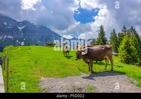 Kühe auf der Weide auf einer Bergwiese in den Schweizer Alpen in der Nähe von Urnäsch und Schwägalp, Kanton Appenzell Ausserrhoden, Schweiz. Stockfoto