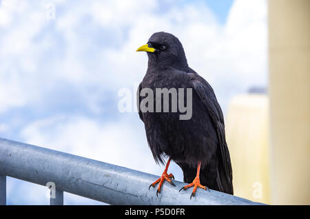 Studie eines Alpine chough auf dem Säntis in die Appenzeller Alpen, im Nordosten der Schweiz. Stockfoto