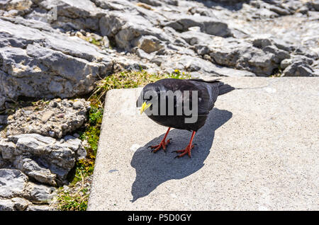 Studie eines Alpine chough auf dem Säntis in die Appenzeller Alpen, im Nordosten der Schweiz. Stockfoto