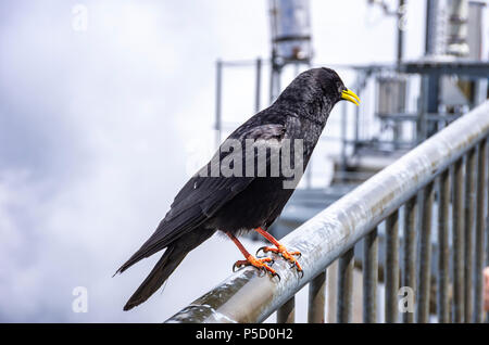 Studie eines Alpine chough auf dem Säntis in die Appenzeller Alpen, im Nordosten der Schweiz. Stockfoto