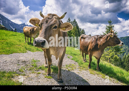 Kühe mit ordnungsgemäß befestigt Ohrmarken auf einer Bergwiese in den Schweizer Alpen in der Nähe von Urnäsch und Schwägalp, Kanton Appenzell Ausserrhoden, Schweiz. Stockfoto