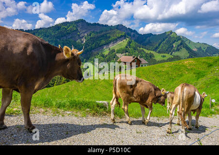 Kühe mit ordnungsgemäß befestigt Ohrmarken zu Fuß eine unbefestigte Straße in den Schweizer Alpen in der Nähe von Urnäsch und Schwägalp, Kanton Appenzell Ausserrhoden, Schweiz. Stockfoto