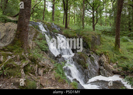 Tom Gill Wasserfall liegt unterhalb der beliebten Besucherattraktion der Tarn Hows im englischen Lake District Stockfoto