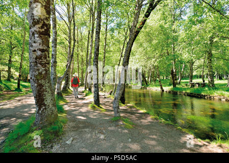 Frau wandern in schattigen Wald entlang Gletschersee Stockfoto