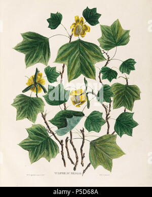 N/A. Englisch: Liriodendron tulipifera Platte von 'Homographie... Choix de vingt Plantes indigènes et coloniales". Paris: [Fain, 1828]. 1828. Charles d'Aiguebelle 325 Charles d'Aiguebelle, 01. Stockfoto