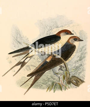 N/A. Englisch: "Hirundo cucullata" = Cecropis cucullata (Greater Striped Swallow) Français: "Hirundo cucullata" = Cecropis cucullata (Hirondelle à tête rousse). 1894. Richard Bowdler Sharpe (1847-1909) Alternative Namen Sharpe Beschreibung britischer Ornithologe und Zoologe Geburtsdatum / Tod 22 November 1847 25 Dezember 1909 Ort der Geburt / Todes Chiswick London Authority control: Q 432586 VIAF: 54295317 ISNI: 0000 0000 8383 5302 87151105 LCCN: n NLA: 35218453 Open Library: OL 2424873 ein WorldCat 285 Cecropis cucullata 1894 Stockfoto