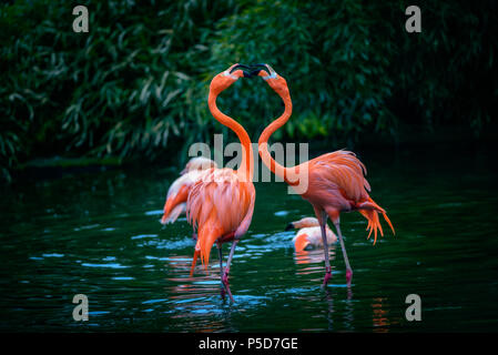 Zwei karibische Flamingos im Kampf Stockfoto