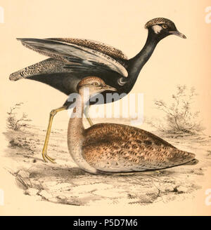 N/A. Englisch: "Otis" = afroides Afrotis afraoides afraoides (Unterart der Nördlichen Black Korhaan) - weiblich, männlich hinter Français: "Otis" = afroides Afrotis afraoides afraoides (Sous-Espèce de Outarde à Miroir blanc) - Femelle au Sol, mâle derrière. 1838. Andrew Smith (1797 - 1872) Alternative Namen Smith Beschreibung schottische Molekularbiologe, Arzt, Zoologen, Ornithologen, Naturforscher und Chirurg Geburtsdatum / Tod am 3. Dezember 1797 11. August 1872 Ort der Geburt / Todes Hawick London Authority control: Q 507606 VIAF: 22151719 ISNI: 0000 0000 8100 6105 LCCN: Nr 9001081 Stockfoto