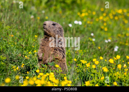 Alpine Murmeltier Murmeltier stehend in Sentinel aufrecht auf einer Wiese in den Europäischen Alpen Liechtenstein, Europa Stockfoto