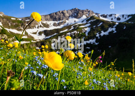 Blühende alpine Frühlingswiese mit globeflowers und die Berge im Hintergrund (Malbun, Liechtenstein, Alpen) Stockfoto