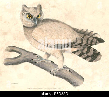 N/A. Englisch: "Strix coromandra" = Bubo coromandus (dusky Eagle-Owl) Français: "Strix coromandra" = Bubo coromandus (Grand-duc de Coromandel). Zwischen 1830 und 1832. Thomas Hardwicke (1755 - 1835) Alternative Namen Hardw. Beschreibung Englischer Soldat und Naturforscher Geburtsdatum / Tod 1755 3. Mai 1835 Ort der Geburt / Todes Londoner Stadtteil Lambeth Authority control: Q 2543258 VIAF: 308180676 LCCN: nb 2013018703 Botaniker: Hardw. SUDOC: 183009134 WorldCat 247 Bubo coromandus Hardwicke Stockfoto