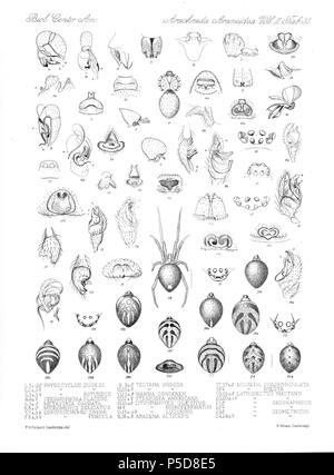 N/A. Englisch: Zoologische Abbildungen von Spinnen, die von Friedrich O. Picard-Cambridge für die Biologia Centrali-Americana, eine Enzyklopädie Der natürliche Verlauf von Mexiko und Mittelamerika. zwischen 1897 und 1905. Friedrich Octavius Pickard-Cambridge 116 Spinnen Araneidea Vol. 2 Tabelle 35 Stockfoto