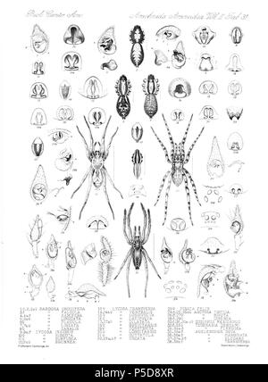 N/A. Englisch: Zoologische Abbildungen von Spinnen, die von Friedrich O. Picard-Cambridge für die Biologia Centrali-Americana, eine Enzyklopädie Der natürliche Verlauf von Mexiko und Mittelamerika. zwischen 1897 und 1905. Friedrich Octavius Pickard-Cambridge 116 Spinnen Araneidea Vol. 2 Tabelle 31. Stockfoto