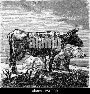 N/A. Nederlands: Twee koeien. ca. 1874. HP, nach Aelbert Cuyp () 63 Aelbert Cuyp 014 Stockfoto