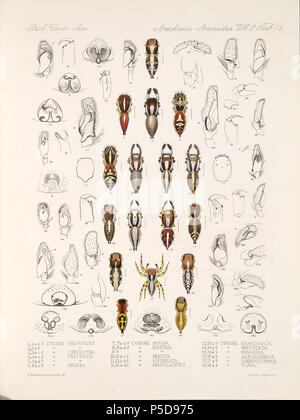 N/A. Englisch: Zoologische Abbildungen von Spinnen, die von Friedrich O. Picard-Cambridge für die Biologia Centrali-Americana, eine Enzyklopädie Der natürliche Verlauf von Mexiko und Mittelamerika. zwischen 1897 und 1905. Friedrich Octavius Pickard-Cambridge 116 Spinnen Araneidea Vol. 2 Tabelle 19 Stockfoto