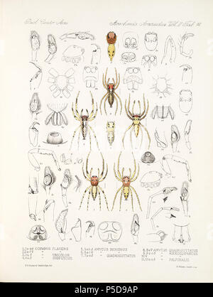 N/A. Englisch: Zoologische Abbildungen von Spinnen, die von Friedrich O. Picard-Cambridge für die Biologia Centrali-Americana, eine Enzyklopädie Der natürliche Verlauf von Mexiko und Mittelamerika. zwischen 1897 und 1905. Friedrich Octavius Pickard-Cambridge 116 Spinnen Araneidea Vol. 2 Tabelle 14 Stockfoto