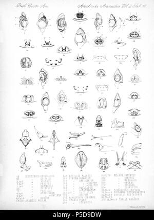N/A. Englisch: Zoologische Abbildungen von Spinnen, die von Friedrich O. Picard-Cambridge für die Biologia Centrali-Americana, eine Enzyklopädie Der natürliche Verlauf von Mexiko und Mittelamerika. zwischen 1897 und 1905. Friedrich Octavius Pickard-Cambridge 116 Spinnen Araneidea Vol. 2 Tabelle 10 Stockfoto