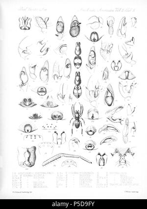 N/A. Englisch: Zoologische Abbildungen von Spinnen, die von Friedrich O. Picard-Cambridge für die Biologia Centrali-Americana, eine Enzyklopädie Der natürliche Verlauf von Mexiko und Mittelamerika. zwischen 1897 und 1905. Friedrich Octavius Pickard-Cambridge 116 Spinnen Araneidea Vol. 2 Tabelle 5 Stockfoto