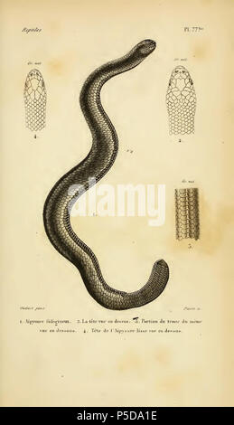 N/A. Englisch: aipysurus Laevis von 'Erpetologie Generale ou Histoire Naturelle Komplette des Reptilien "Pl 77 bis. Aipysurus laevis Lacépède, 1804 = Aipysurus fuliginosus Duméril Duméril & Bibron, 1854. 1854. Gabriel Bibron (1805-1848) 71 Aipysurus laevis 00 Stockfoto