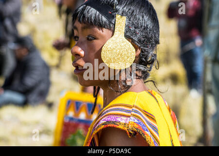 Fiesta Seleccion del chacu en Pampas Galeras La vicuña es una especie emblemática del Perú que Figura, incluso, en Nuestro escudo Nacional. Stockfoto