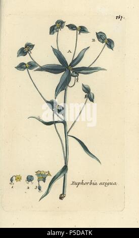 Zwerg Wolfsmilch, Euphorbia-exigua-Acuta. Papierkörbe botanischen ausgearbeitet und von Pierre Bulliard aus seinem eigenen 'Flora Parisiensis graviert", 1776, Paris, S. F. Didot. Pierre Bulliard (1752-1793) war ein berühmter französischer Botaniker die drei-Farben-platte Drucktechnik. Seine Einführung in die Blüten der Pariser 640 Pflanzen. Stockfoto