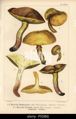 Weinend bolete, Suillus granulatus, Steinpilze granulatus, bolet Granulat und Rindern bolete, Suillus grevillei, Steinpilze elegans, bolet elegant, Essbar. Chromolithograph von C.Krause einer Illustration von Fritz Leuba von 'Les Champignons comestibles et les especes vénéneuses avec lesquelles ils pourraient être confondus' (essbare Pilze und die giftige Arten, sie sollte nicht mit) verwechselt werden, die Delachaux et Niestle, Neuchatel, Schweiz 1890, Lithographiert von H. Furrer. Fritz Leuba (1848-1910) war ein mykologe und Interpret von Neuchatel, Schweiz. Stockfoto