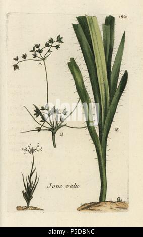 Haarige Holz rush, Juncus pilosus. Papierkörbe botanischen ausgearbeitet und von Pierre Bulliard aus seinem eigenen 'Flora Parisiensis graviert", 1776, Paris, S. F. Didot. Pierre Bulliard (1752-1793) war ein berühmter französischer Botaniker die drei-Farben-platte Drucktechnik. Seine Einführung in die Blüten der Pariser 640 Pflanzen. Stockfoto