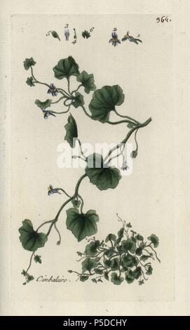 Ivy-leaved Toadflax oder Kenilworth Efeu, Cymbalaria muralis. Papierkörbe botanischen ausgearbeitet und von Pierre Bulliard aus seinem eigenen 'Flora Parisiensis graviert", 1776, Paris, S. F. Didot. Pierre Bulliard (1752-1793) war ein berühmter französischer Botaniker die drei-Farben-platte Drucktechnik. Seine Einführung in die Blüten der Pariser 640 Pflanzen. Stockfoto