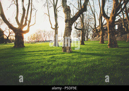 Panoramablick auf die niedrigen Weitwinkelaufnahme aus einer Reihe von alten Bäumen mit frischem grünem Gras in einem öffentlichen Park in wunderschönen goldenen Abendlicht an su beleuchtet Stockfoto