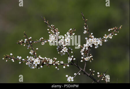 Schlehe / Schlehe, Prunus spinosa Blüten / Schwarzdornblüte Stockfoto
