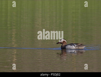 Garganey Männchen, schwimmend in ruhigem Wasser Stockfoto