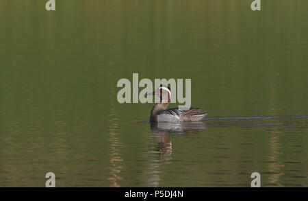 Garganey Männchen, schwimmend in ruhigem Wasser Stockfoto