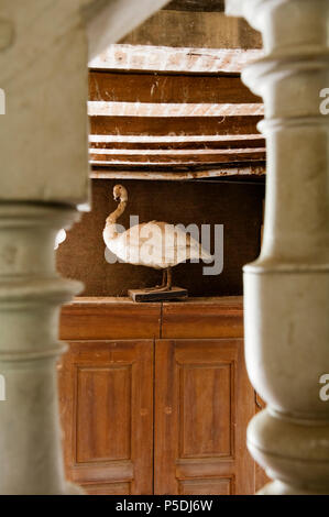 Taxidermied Gans hinter Bannister Stockfoto