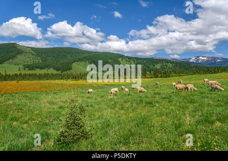 Eine Herde Schafe auf eine grüne Wiese mit gelben und orangen Blüten in den Bergen vor einem blauen Himmel und Wolken Stockfoto