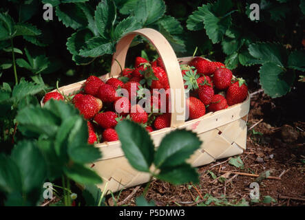 Frisch geernteter Erdbeeren, Maine. Foto Stockfoto