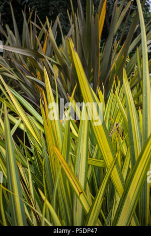 Blätter von Neuseeland Flachs (phormium Agavaceae tanax Stockfoto