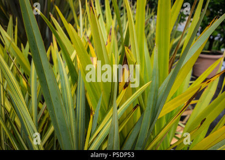 Blätter von Neuseeland Flachs (phormium Agavaceae tanax Stockfoto