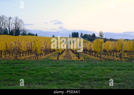 Dämmerung auf einem Weingut in der Dundee Hügel des Willamette Valley im Herbst nach der Ernte. Die Blätter sind gelb gekennzeichnet, und begann zu fallen Stockfoto