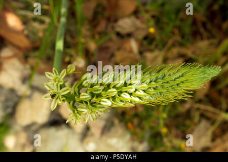 Albuca bracteata, Zwiebelpflanze mit falschem Meer Stockfoto