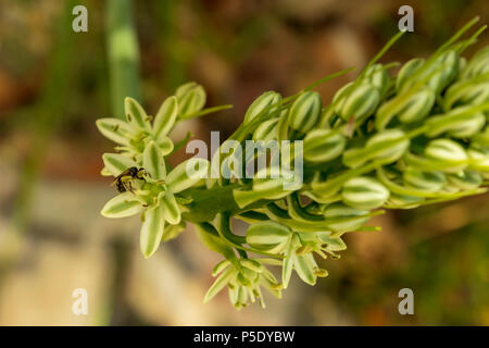 Albuca bracteata, Zwiebelpflanze mit falschem Meer Stockfoto