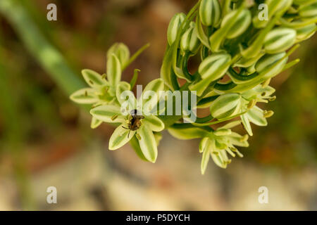 Albuca bracteata, Zwiebelpflanze mit falschem Meer Stockfoto