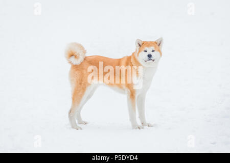 Akita Hund genießen auf verschneiter Tag. Stockfoto