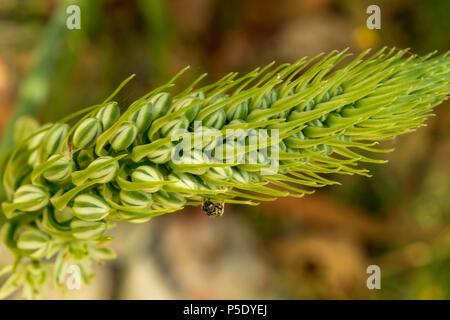 Albuca bracteata, Zwiebelpflanze mit falschem Meer Stockfoto