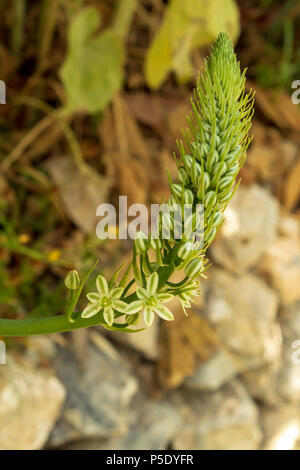 Albuca bracteata, Zwiebelpflanze mit falschem Meer Stockfoto