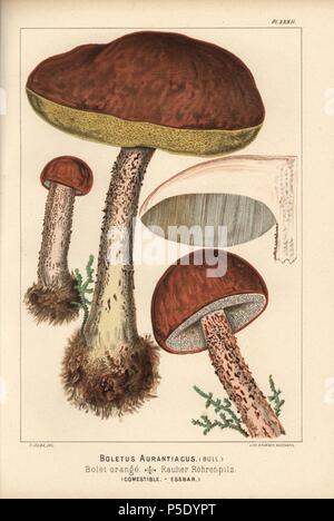 Red-capped scaber Halm, Leccinum aurantiacum, Steinpilze aurantiacus, bolet Orange, Essbar. Chromolithograph von C.Krause einer Illustration von Fritz Leuba von 'Les Champignons comestibles et les especes vénéneuses avec lesquelles ils pourraient être confondus' (essbare Pilze und die giftige Arten, sie sollte nicht mit) verwechselt werden, die Delachaux et Niestle, Neuchatel, Schweiz 1890, Lithographiert von H. Furrer. Fritz Leuba (1848-1910) war ein mykologe und Interpret von Neuchatel, Schweiz. Stockfoto