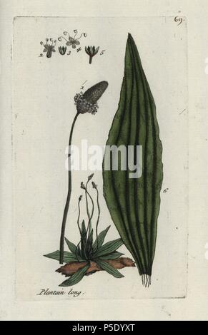 Spitzwegerich, Plantago Integrifolia. Papierkörbe botanischen ausgearbeitet und von Pierre Bulliard aus seinem eigenen 'Flora Parisiensis graviert", 1776, Paris, P.F. Didot. Pierre Bulliard (1752-1793) war ein berühmter französischer Botaniker die drei-Farben-platte Drucktechnik. Seine Einführung in die Blüten der Pariser 640 Pflanzen. Stockfoto