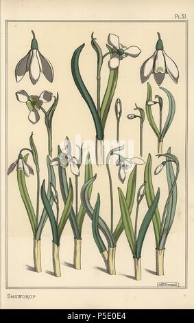 Botanische Illustration eines Schneeglöckchen, Galanthus nivalis. Von Verneuil mit Pochoir (Schablone) handcoloring aus Eugene Grasset's "Pflanzen und ihre Anwendung zu Ornament", Paris, 1897 Lithographie. Grasset (1841-1917) war ein Schweizer Künstler, dessen innovative Designs der "Art Nouveau"-Bewegung am Ende des 19. Jahrhunderts inspiriert. Stockfoto