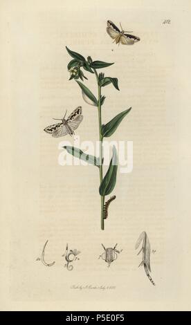 Yponomeuta echiella, Ethmia bipunctella, der Viper Bugloss Motte und Yponomeuta pusiella, Ethmia Gromwell pusiella, Motten und gemeinsamen gromwell, Lithospermum officinale. Papierkörbe Kupferstich erstellt und von John Curtis für seine eigenen "Britische Entomologie eingraviert, die Abbildungen und Beschreibungen der Gattungen von Insekten in Großbritannien und Irland gefunden", London, 1834. Curtis (1791 - 1862) war ein entomologe, Zeichner, Kupferstecher und Verleger. "Britische Entomologie' aus dem Jahr 1824 bis 1839 veröffentlicht wurde, und umfasste 770 Illustrationen von Insekten und Pflanzen, auf denen sie zu finden sind. Stockfoto