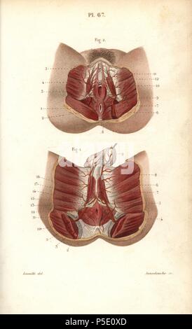 Kreislauf zu den Genitalien. Papierkörbe Stahlstich von Annedouche einer Zeichnung von leveille von Dr. Joseph Nicolas Masse 'Petit Atlas complet d'Anatomie beschreibende du Corps Humain", Paris, 1864, herausgegeben von Mequignon-Marvis. Die Masse 'Pocket Anatomie des menschlichen Körpers" wurde erstmals 1848 veröffentlicht und ging durch viele Ausgaben. Stockfoto